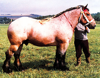 Auxois Horse