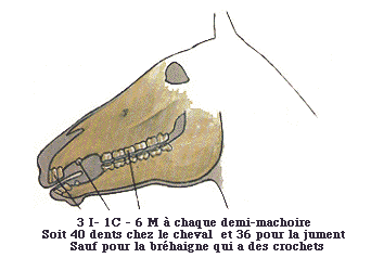 Le site Cheval - Les Dents