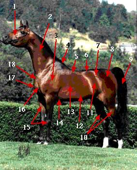 Galop 1 de cavalier : Anatomie du cheval (Hippologie)